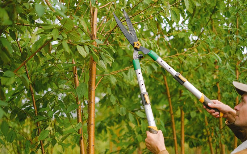 Tree trimming in Taylorsville, CA